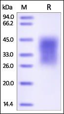 Human TIM-3 / HAVCR2 Protein