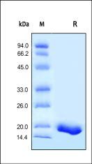 Human TNF-alpha Protein