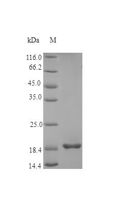 Human TNF15 protein (Active)