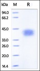 Human TNFR2 Protein, His Tag