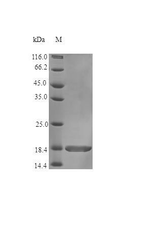 Human TNR11 protein (Active)