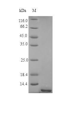 Human TNR17 protein (Active)