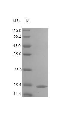 Human TNR9 protein (Active)