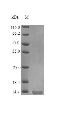 Human TR10B protein (Active)