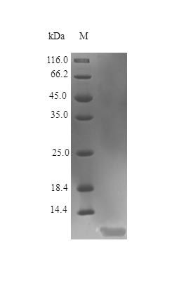 Human TR13C protein (Active)