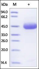 Human TRAIL R2 / DR5 / TNFRSF10B Protein
