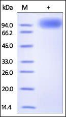 Human TrkB / NTRK2 Protein