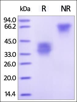 Human TWEAK R / TNFRSF12A Protein