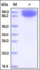 Human Vasorin / VASN Protein