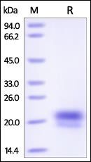 Human VEGF-C / Flt4-L Protein