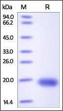 Human VEGF-D Protein