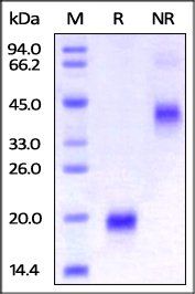 Human VEGF121 Protein