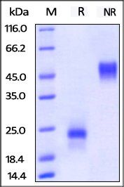 Human VEGF165 Protein