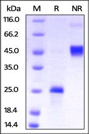 Human VEGF165 Protein