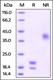 Human VEGF121 Protein