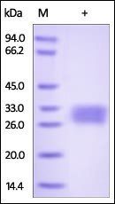 Human VSIG2 Protein