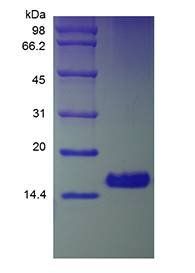 Human Amphiregulin protein