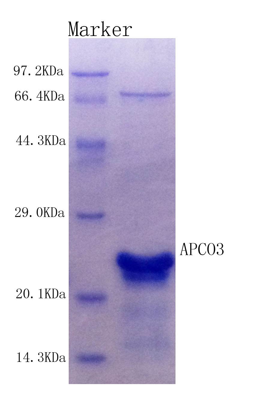 Human APOC3 protein