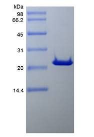 Human BCL2 protein