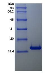 Human Bcl-w protein