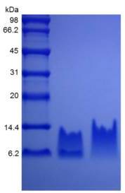 Human beta Defensin 2 protein