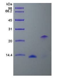 Human BMP2 protein