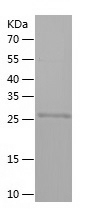 Human Carbonic Anhydrase 13 protein