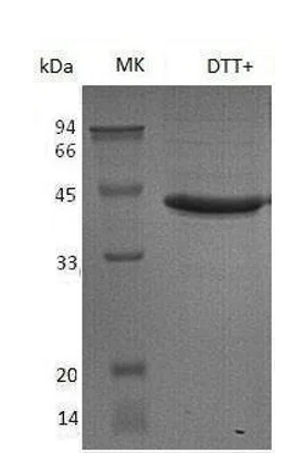 Human Cathepsin V protein