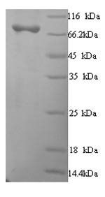 Human CD206 protein