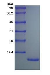 Human CX3CL1 protein