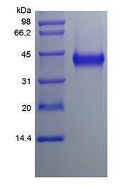 Human CYR61 protein