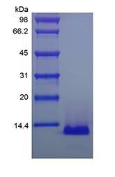 Human Eotaxin-3 protein