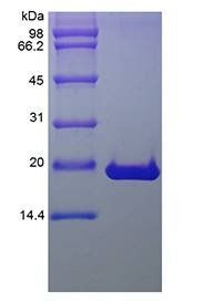 Human FGF10 protein