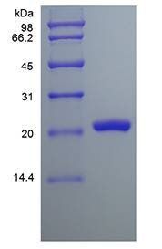 Human FGF 9 protein