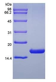 Human Flt3-Ligand protein
