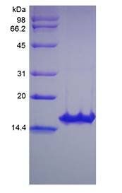 Human GDNF protein