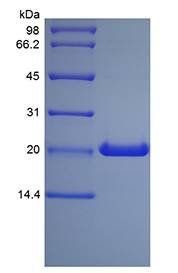 Human Growth Hormone protein