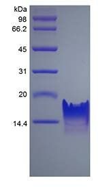 Human I-TAC protein