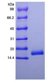 Human IFN-alpha 1a protein