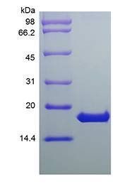 Human IFN-omega protein