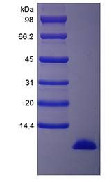 Human IGF-1 protein