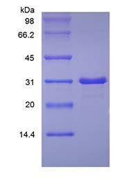 Human IGF-BP7 protein