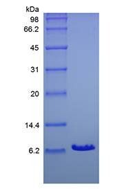 Human IGF1 protein