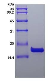 Human IL-36 beta protein