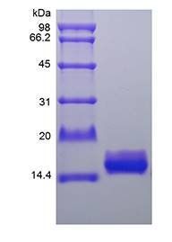Human IL-36RA protein