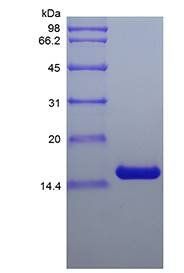 Human IL-7 protein