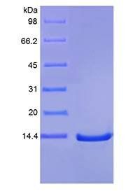 Human IL-9 protein