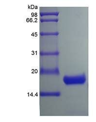 Human IL10 protein