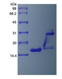 Human IL17A protein