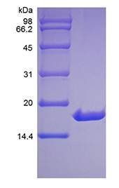 Human IL33 protein